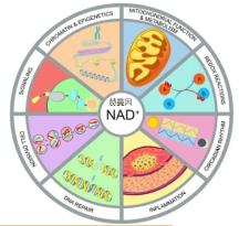赫曼因NMN打開了萬(wàn)花筒的生命