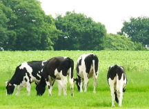 圣元奶粉對比飛鶴奶粉，哪個更好？買奶粉還是得了解這些方面