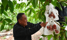 3月30-31日，2023年海南瓜果菜（?？诮?jīng)濟(jì)圈）產(chǎn)銷對(duì)接會(huì)來了！