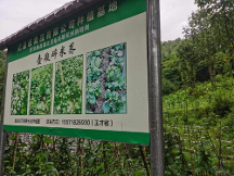 富硒食品，助力健康生活