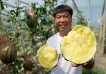 河北盧龍：發(fā)展設(shè)施農(nóng)業(yè) 助力鄉(xiāng)村振興