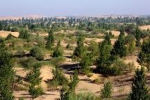 從“死亡之?！钡健耙黄G洲”，庫布其治沙有何秘訣？