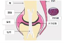 如何擺脫“人老腿先老”?關節(jié)養(yǎng)護move free的功效怎么樣?