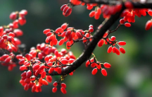 仲景宛西制藥山茱萸產(chǎn)業(yè)20周年發(fā)展論壇成功舉行