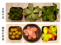 解決室內(nèi)種植大弊端的是方法—植物生長(zhǎng)燈