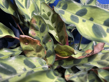 都是植物補(bǔ)光，為什么你的沒效果？ 